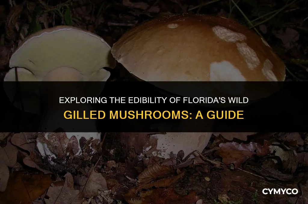 are wild florida mushrooms with gills poisonous