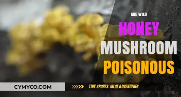 Exploring the Edibility of Wild Honey Mushrooms: A Comprehensive Guide