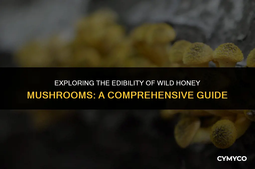 are wild honey mushrooms poisonous