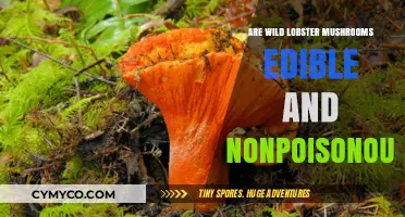 Exploring Edibility: Are Wild Lobster Mushrooms Safe to Eat?