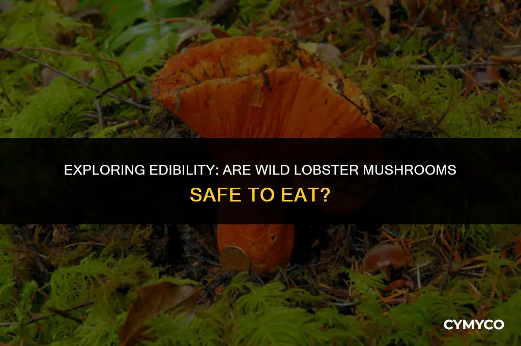 are wild lobster mushrooms edible and nonpoisonous