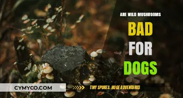 Wild Mushrooms and Dogs: Risks, Symptoms, and Safety Tips