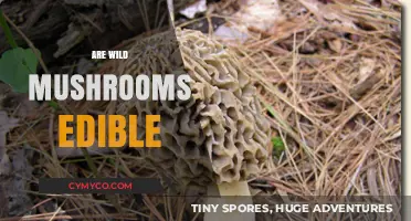 Exploring the Edibility of Wild Mushrooms: A Comprehensive Guide