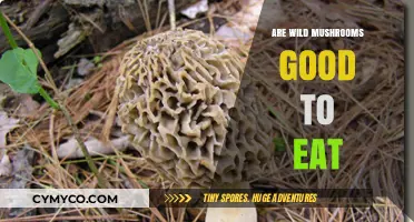 Exploring the Edibility and Risks of Wild Mushrooms: A Comprehensive Guide