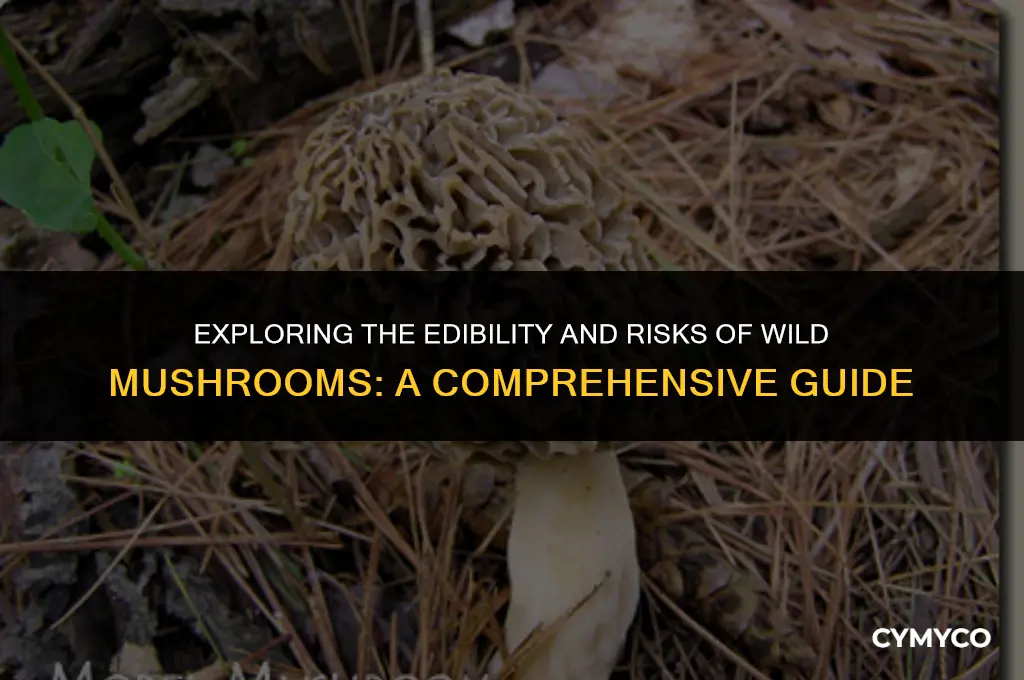 are wild mushrooms good to eat