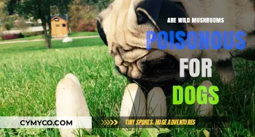 Wild Mushrooms and Dogs: Identifying Poisonous Risks and Safety Tips