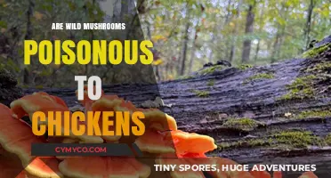 Toxic Fungi Alert: Are Wild Mushrooms Dangerous for Chickens?
