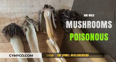 Are Wild Mushrooms Poisonous? A Guide to Safe Foraging