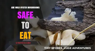 Exploring Edibility: Are Wild Oyster Mushrooms Safe to Eat?