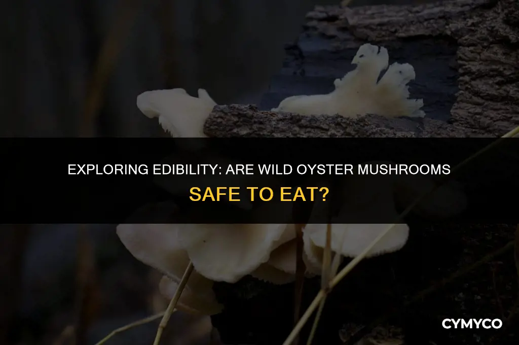 are wild oyster mushrooms safe to eat