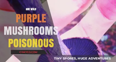 Exploring the Edibility of Wild Purple Mushrooms: A Comprehensive Guide