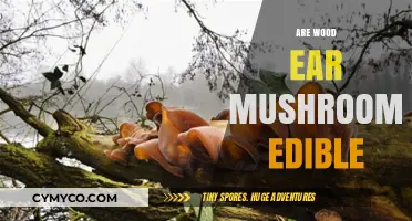Are Wood Ear Mushrooms Edible? A Comprehensive Guide to Safety and Uses