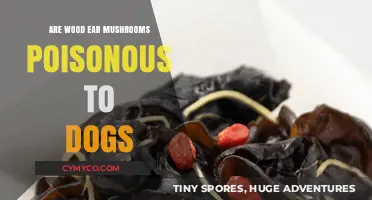 Toxic Truth: Are Wood Ear Mushrooms Dangerous for Dogs?