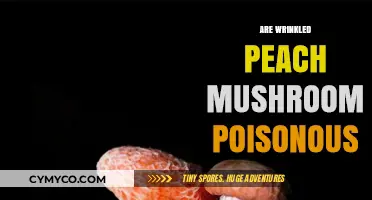 Unveiling the Truth: Are Wrinkled Peach Mushrooms Poisonous?