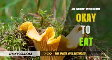 Nature's Bounty or Poison: The Truth About Wrinkly Mushrooms