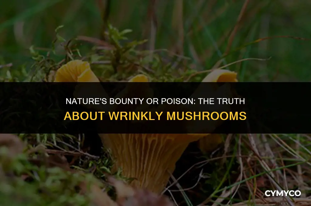 are wrinkly mushrooms okay to eat