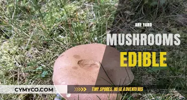 Can You Eat Yard Mushrooms? A Guide to Edibility and Safety