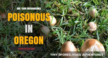 Exploring Oregon's Wild Mushrooms: A Guide to Yard Varieties and Their Safety