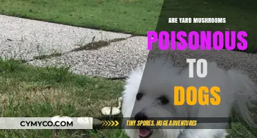 Are Yard Mushrooms Poisonous to Dogs? A Pet Owner's Guide