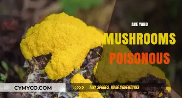 Are Yard Mushrooms Poisonous? A Guide to Identifying Safe Fungi