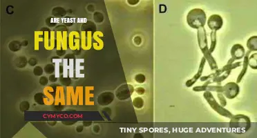 Unveiling the Truth: Yeast and Fungus - Same or Different?