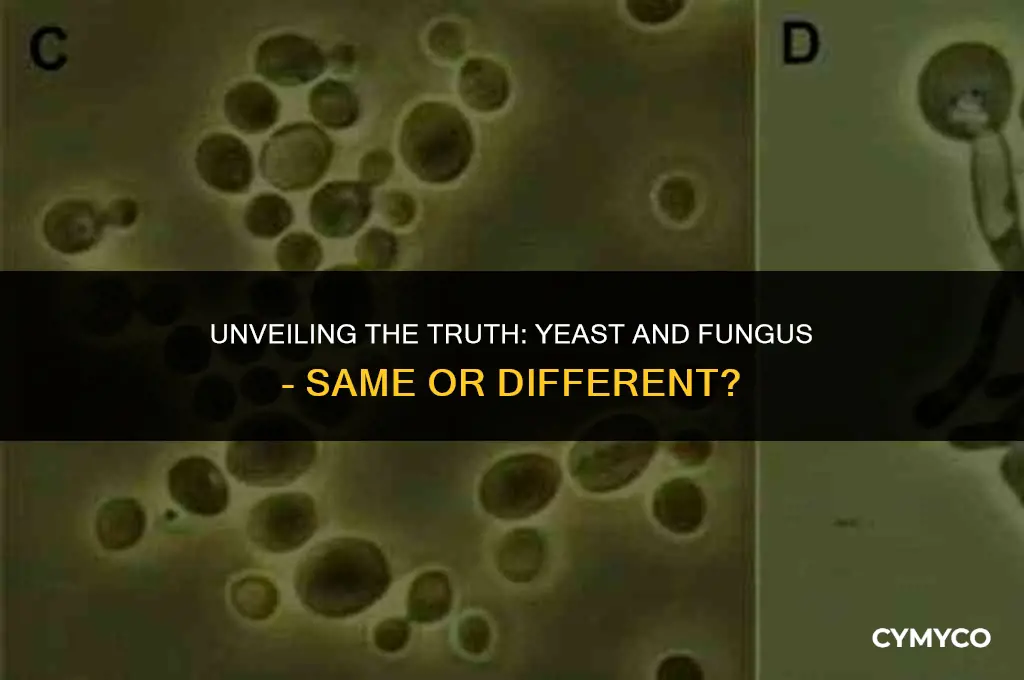 are yeast and fungus the same