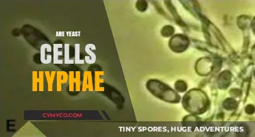 Are Yeast Cells Hyphae? Unraveling the Fungal Morphology Mystery