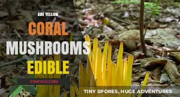 Exploring Edibility: The Truth About Yellow Coral Mushrooms