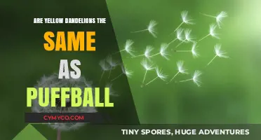 Dandelion Dilemma: Unveiling the Truth Behind Yellow Blossoms and Puffballs