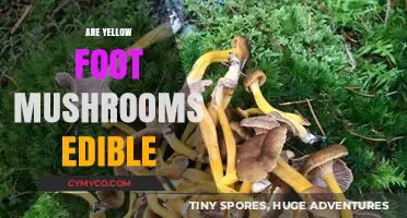 Exploring Edibility: The Truth About Yellow Foot Mushrooms