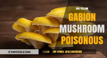 Unveiling the Truth: Are Yellow Gabion Mushrooms Poisonous?