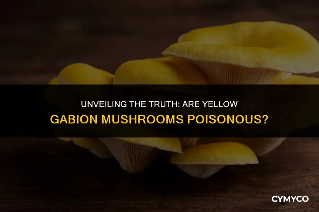 are yellow gabion mushroom poisonous