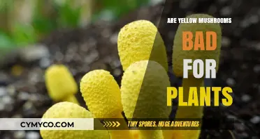 Are Yellow Mushrooms Harmful to Plants: A Comprehensive Guide