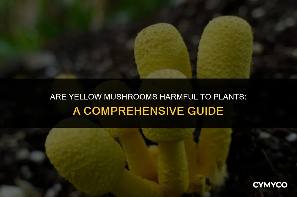 are yellow mushrooms bad for plants