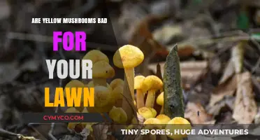 Yellow Mushrooms on Your Lawn: Harmless or Harmful?