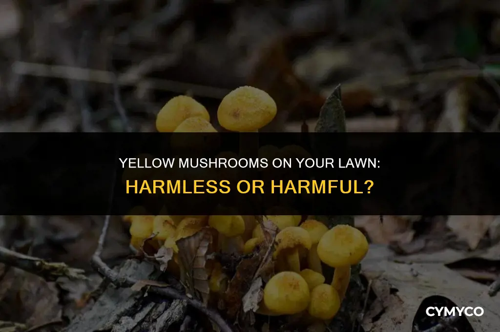 are yellow mushrooms bad for your lawn