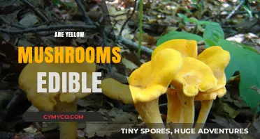 Exploring Edibility: A Guide to Yellow Mushrooms
