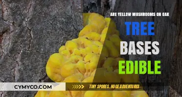 Exploring Edibility: Yellow Mushrooms on Oak Tree Bases