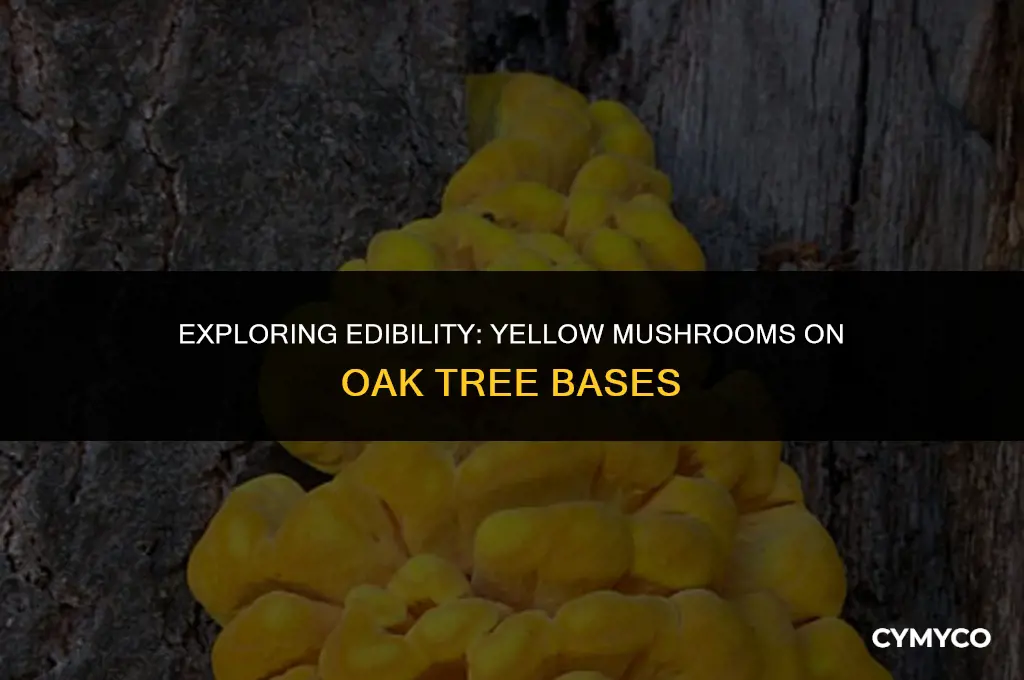 are yellow mushrooms on oak tree bases edible