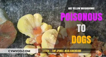 Toxic or Treat? The Truth About Yellow Mushrooms and Dogs
