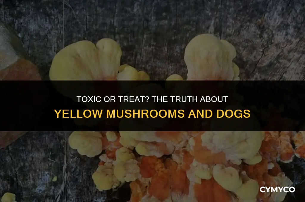 are yellow mushrooms poisonous to dogs