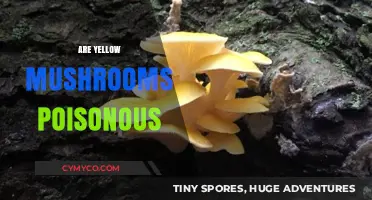 Are Yellow Mushrooms Poisonous? Identifying Risks and Safe Varieties
