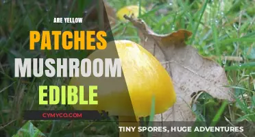 Exploring Edibility: Are Yellow Patches Mushrooms Safe to Eat?