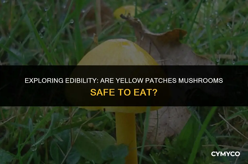 are yellow patches mushroom edible