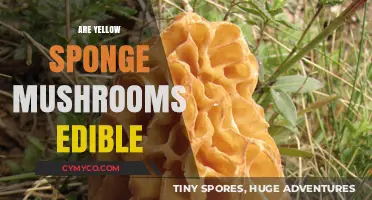Exploring Edibility: The Truth About Yellow Sponge Mushrooms