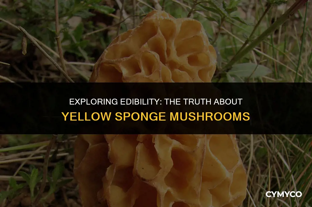 are yellow sponge mushrooms edible