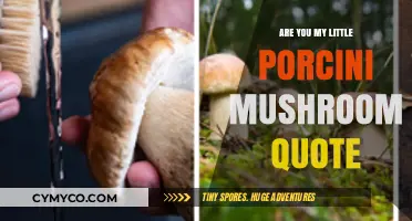 Are You My Little Porcini Mushroom? Exploring the Heartwarming Quote