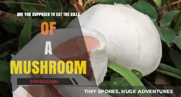 Exploring Edible Mushrooms: Should You Eat the Gills?