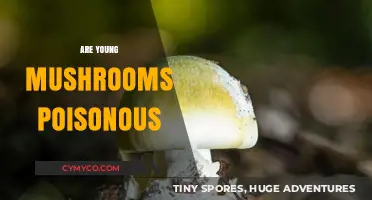 Exploring the Edibility of Young Mushrooms: A Guide to Safety