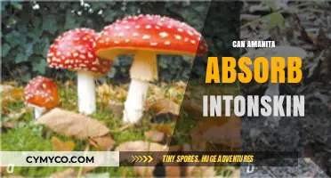 Exploring the Myth: Can Amanita Mushrooms Absorb Through Skin?